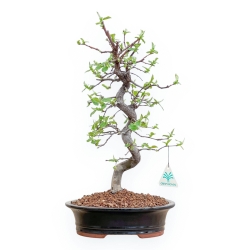 Pseudocydonia Chinensis - Cognassier - 42 cm