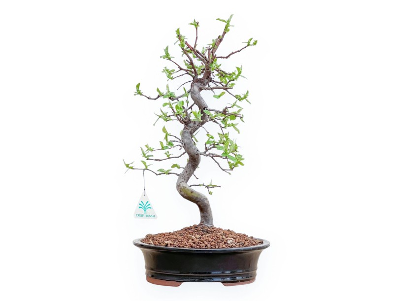 Pseudocydonia Chinensis - Cognassier - 42 cm