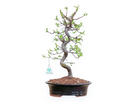 Pseudocydonia Chinensis - Apple Tree - 42 cm