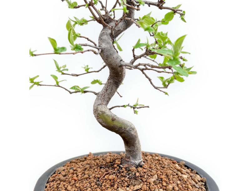 Pseudocydonia Chinensis - Cotogno - 42 cm