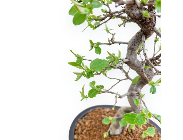 Pseudocydonia Chinensis - Apple Tree - 42 cm 2