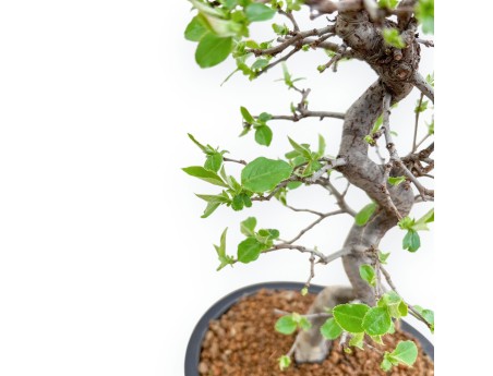 Pseudocydonia Chinensis - Apple Tree - 42 cm