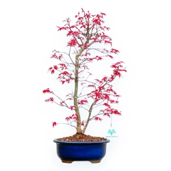 Acer Palmatum Deshojo - Acero - 49 cm