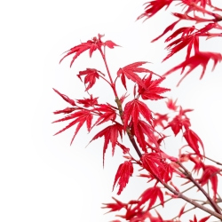 Acer Palmatum Deshojo - Acero - 49 cm