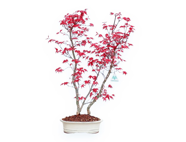 Acer Palmatum Deshojo - Arce - 59 cm