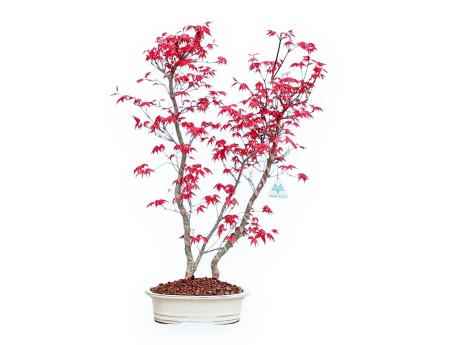 Acer Palmatum Deshojo - Ahorne - 59 cm