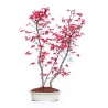 Acer Palmatum Deshojo - Esdoorn - 59 cm