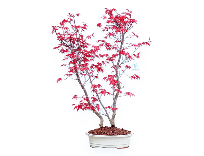 Acer Palmatum Deshojo - Maple - 59 cm