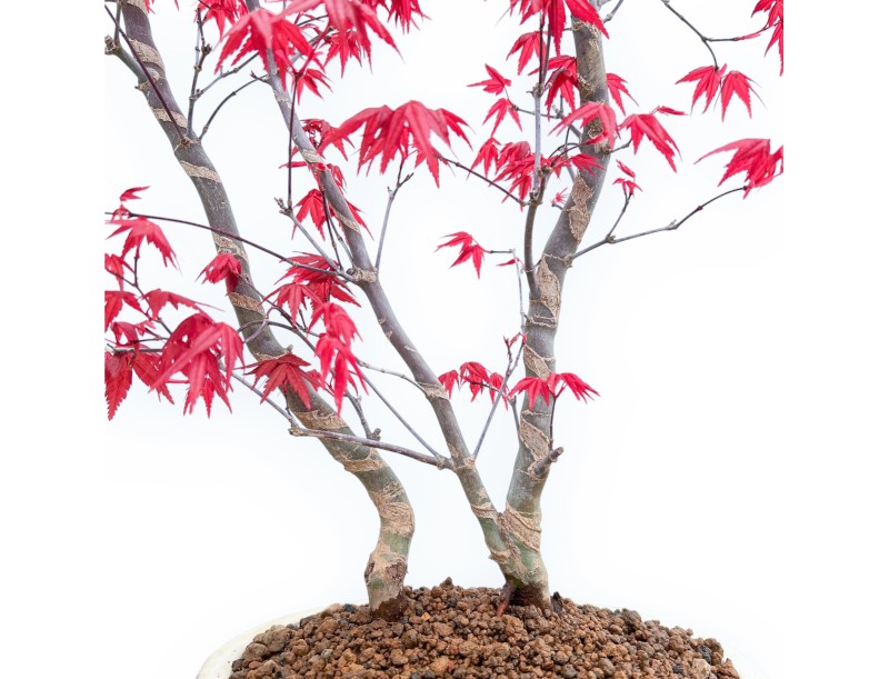 Acer Palmatum Deshojo - Érable - 59 cm