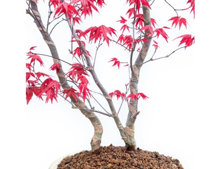 Acer Palmatum Deshojo - Érable - 59 cm