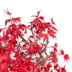 Acer Palmatum Deshojo - Acero - 59 cm