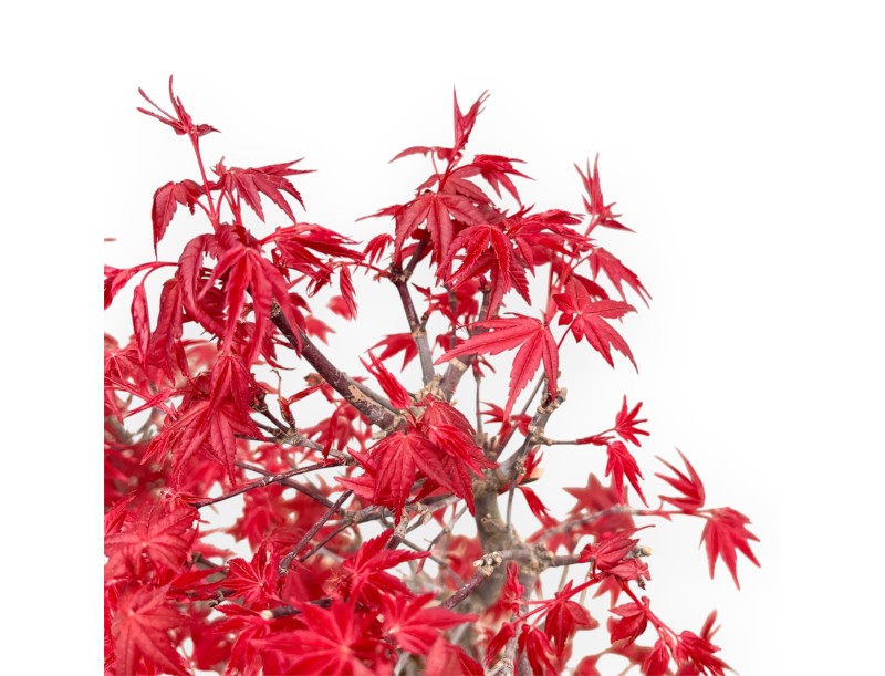 Acer Palmatum Deshojo - Maple - 59 cm