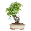 Acer Buergerianum - Esdoorn - 32 cm
