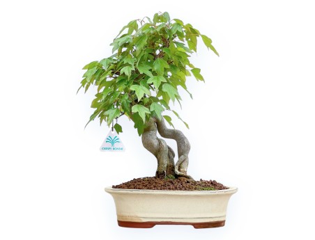 Acer Buergerianum - Esdoorn - 32 cm