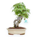 Acer Buergerianum - Esdoorn - 32 cm