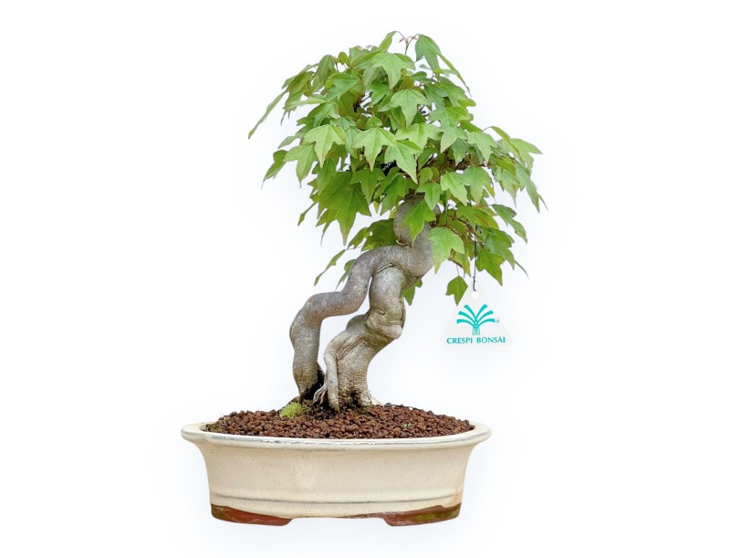 Acer Buergerianum - Ahorne - 32 cm