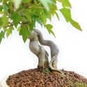 Acer Buergerianum - Esdoorn - 32 cm