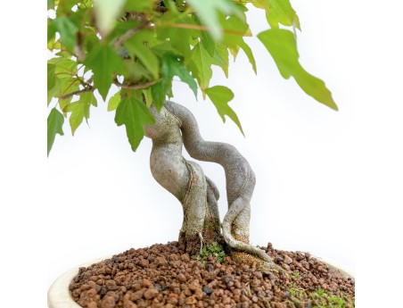 Acer Buergerianum - Acero - 32 cm