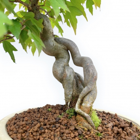 Acer Buergerianum - Esdoorn - 32 cm