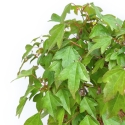 Acer Buergerianum - Esdoorn - 32 cm