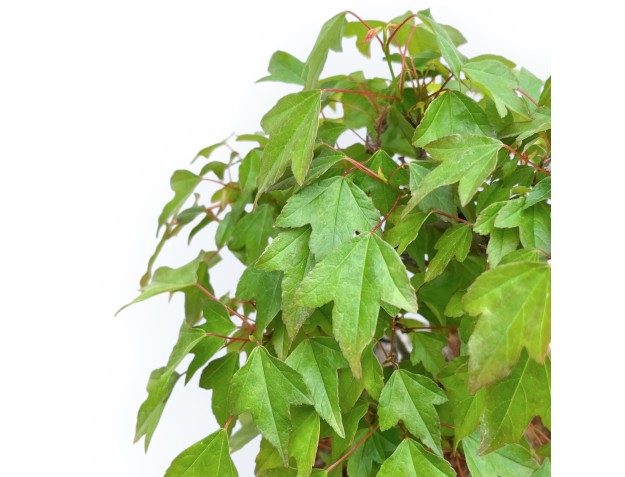 Acer Buergerianum - Arce - 32 cm 2