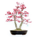 Acer Palmatum Deshojo - Esdoorn - 57 cm