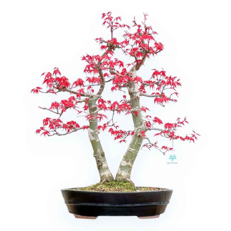 Acer Palmatum Deshojo - Esdoorn - 57 cm
