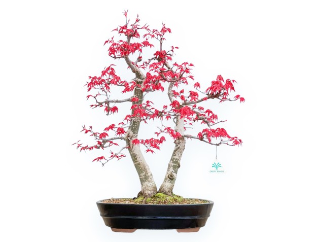 Acer Palmatum Deshojo - Arce - 57 cm