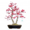Acer Palmatum Deshojo - Esdoorn - 57 cm
