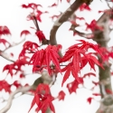 Acer Palmatum Deshojo - Esdoorn - 57 cm