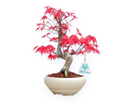 Acer Palmatum Deshojo - Maple - 24 cm