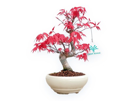 Acer Palmatum Deshojo - Esdoorn - 24 cm