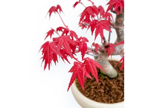 Acer Palmatum Deshojo - Esdoorn - 24 cm