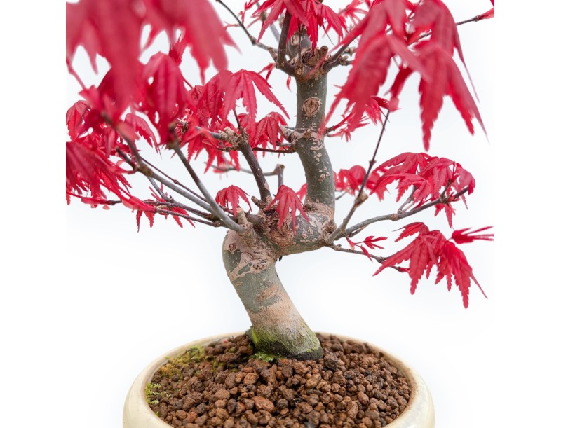 Acer Palmatum Deshojo - Érable - 24 cm