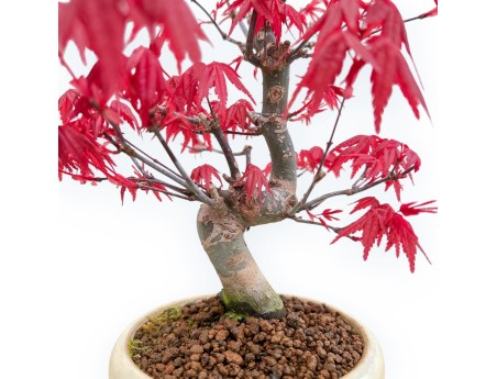Acer Palmatum Deshojo - Érable - 24 cm
