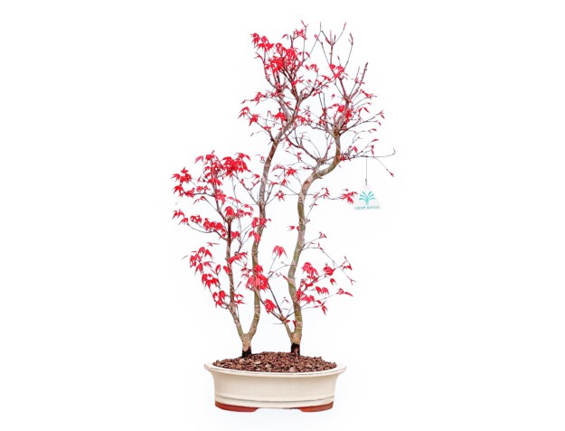 Acer Palmatum Deshojo - Arce - 56 cm
