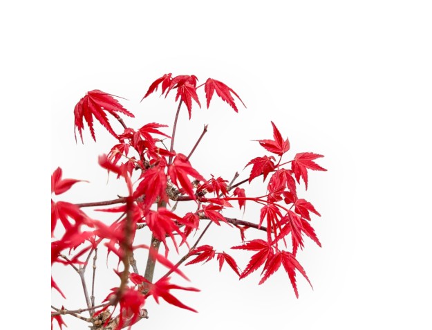 Acer Palmatum Deshojo - Arce - 56 cm 2