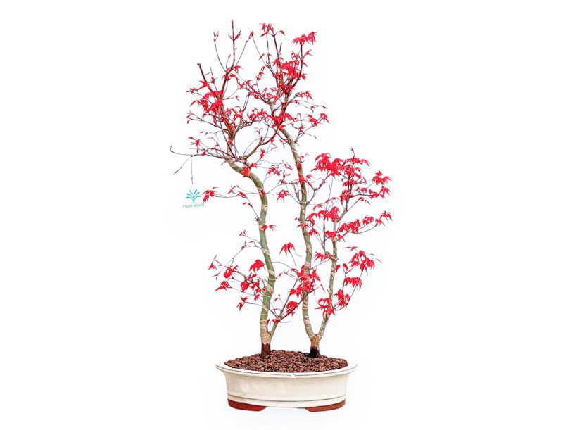 Acer Palmatum Deshojo - Esdoorn - 56 cm