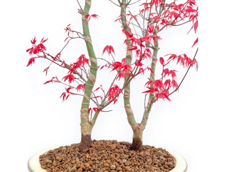 Acer Palmatum Deshojo - Arce - 56 cm