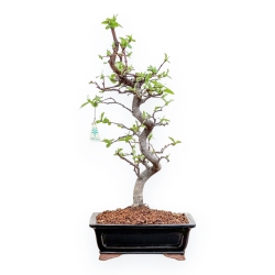 Pseudocydonia Chinensis - Cotogno - 48 cm