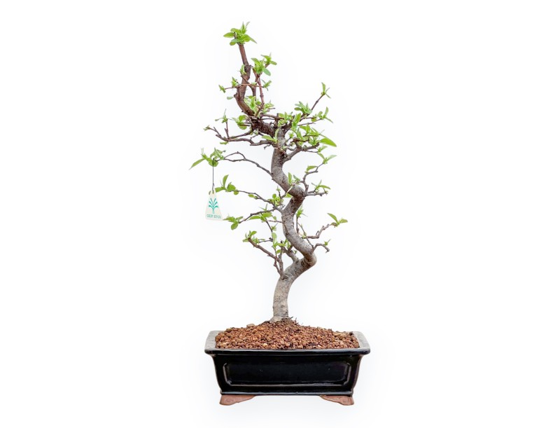 Pseudocydonia chinensis - Kweepeer - 48 cm