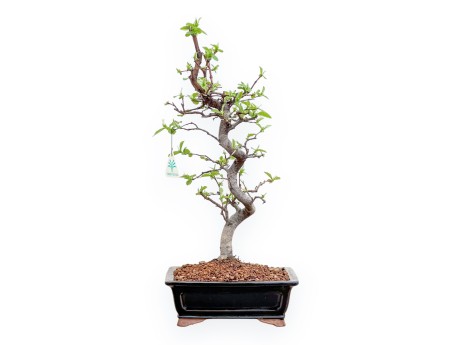 Pseudocydonia chinensis - Kweepeer - 48 cm