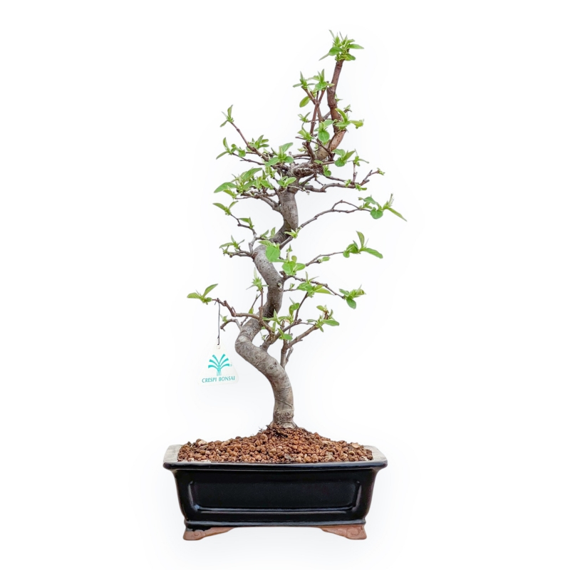 Pseudocydonia chinensis – Quittenbaum – 48 cm