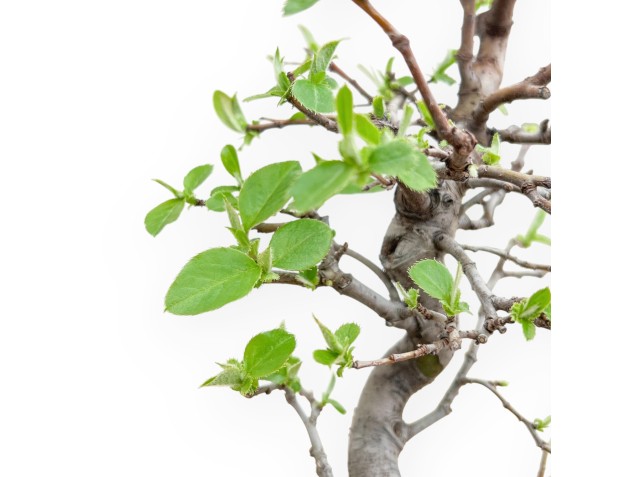Pseudocydonia chinensis – Quince – 48 cm 2