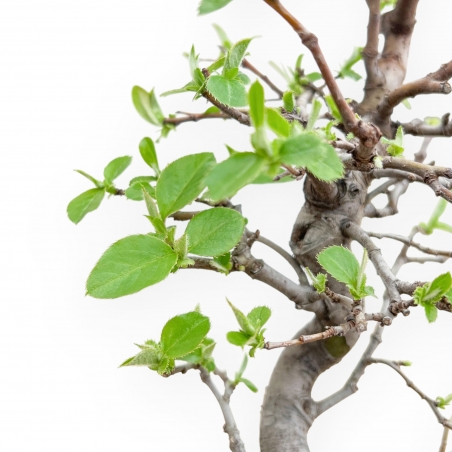 Pseudocydonia Chinensis - Apple Tree - 48 cm