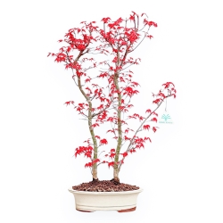 Acer Palmatum Deshojo - Érable - 54 cm