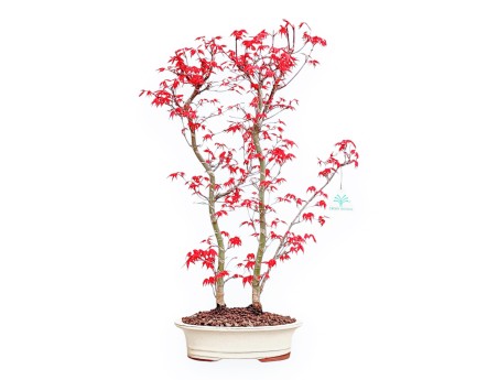 Acer Palmatum Deshojo - Ahorne - 54 cm