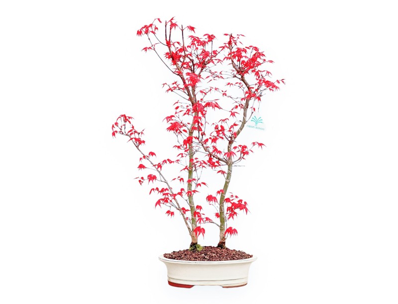 Acer Palmatum Deshojo - Maple - 54 cm