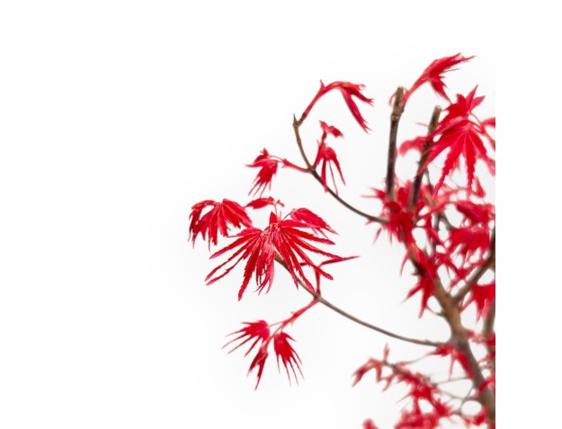 Acer Palmatum Deshojo - Acero - 54 cm 2