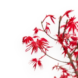 Acer Palmatum Deshojo - Érable - 54 cm